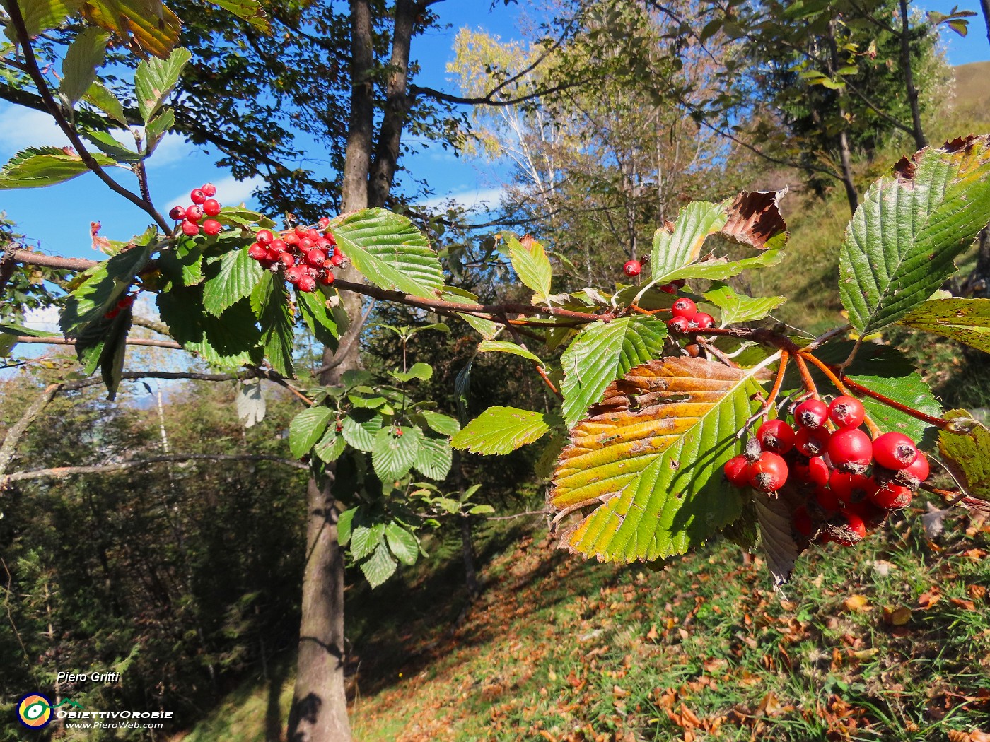 12 Frutti rossi del sorbo montano (Sorbus aria) a capanno di caccia.JPG